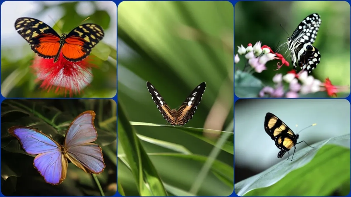 Şebiarus Için Tropikal Kelebek Bahçesi Hazır2