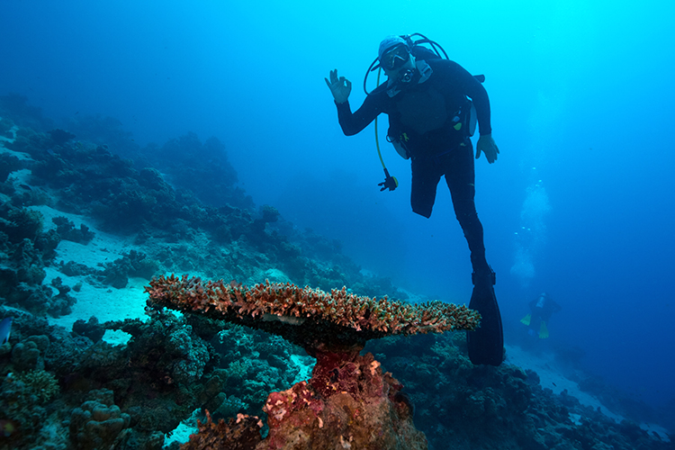 Tahsin Ceylan, Engelli Dalgıç Özgür Akçı’yla Kızıldeniz’e Daldı 1