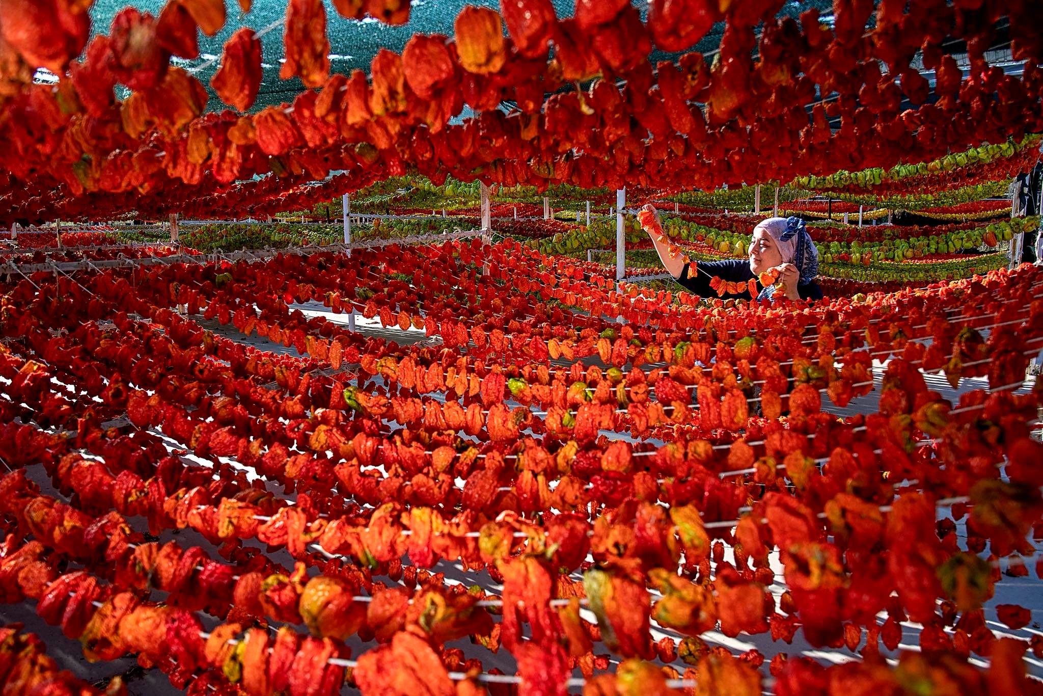 Tarım Orman Ve İnsan Yarışması Ödülleri Verildi4