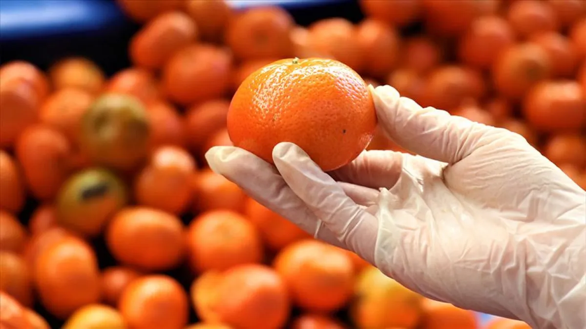 Turunçgilde Pestisit Tehlikesi Portakal Ve Mandalinayı Böyle Arındırın1