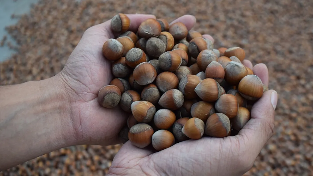 Üç Ayda 21 Borsada 138 Bin Tonu Aşkın Fındık Satışı Gerçekleşti