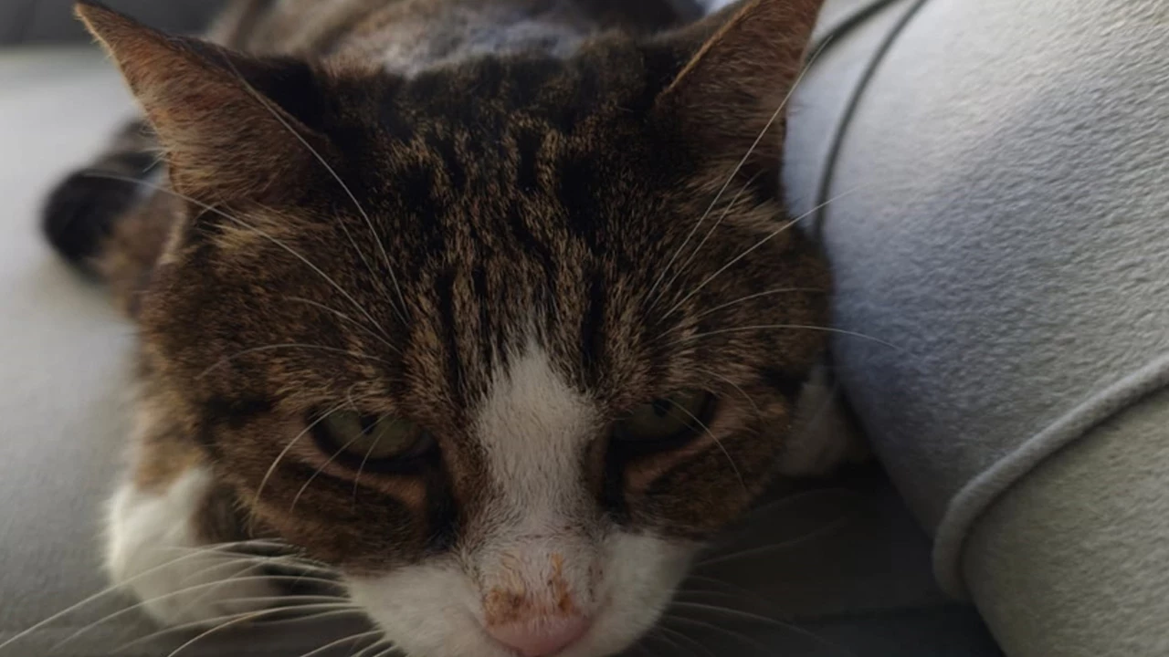 Balıkesir’de 15 Yaşındaki Kedinin Beyninden Dev Tümör Çıkarıldı (1)