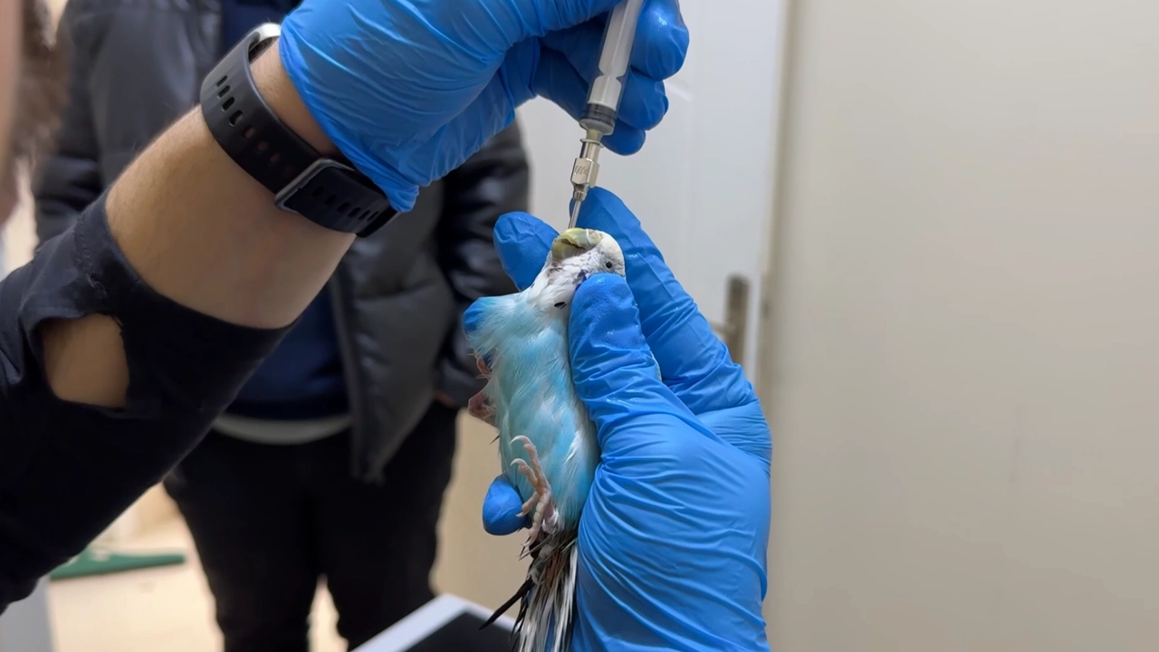 Kuş Sevgisiyle Türkiye’nin Nadir Hekimlerinden