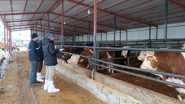 Kütahya Altıntaş’ta Hayvancılık Işletmelerinde Kapasite Tespiti 1-1