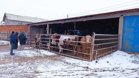 Kütahya Altıntaş’ta Hayvancılık Işletmelerinde Kapasite Tespiti 2