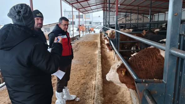 Kütahya Altıntaş’ta Hayvancılık Işletmelerinde Kapasite Tespiti