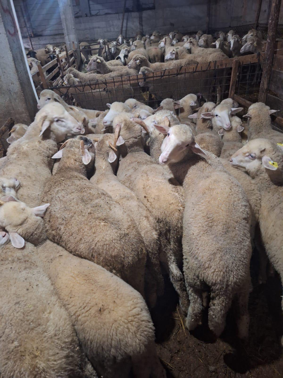 Kütahya Emet’te Kuzu Kimliklendirme Çalışması Yapıldı2-2