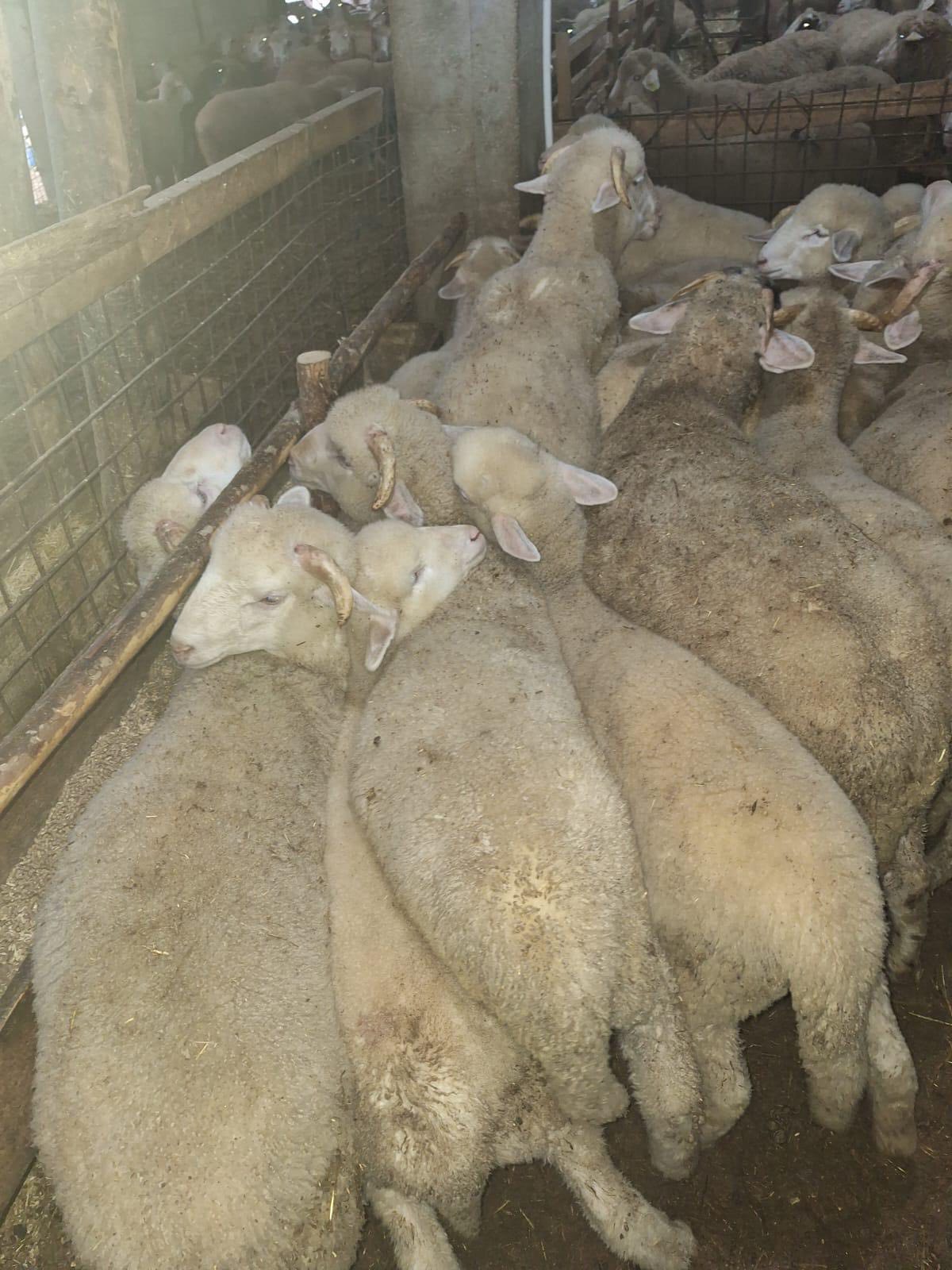 Kütahya Emet’te Kuzu Kimliklendirme Çalışması Yapıldı3-2