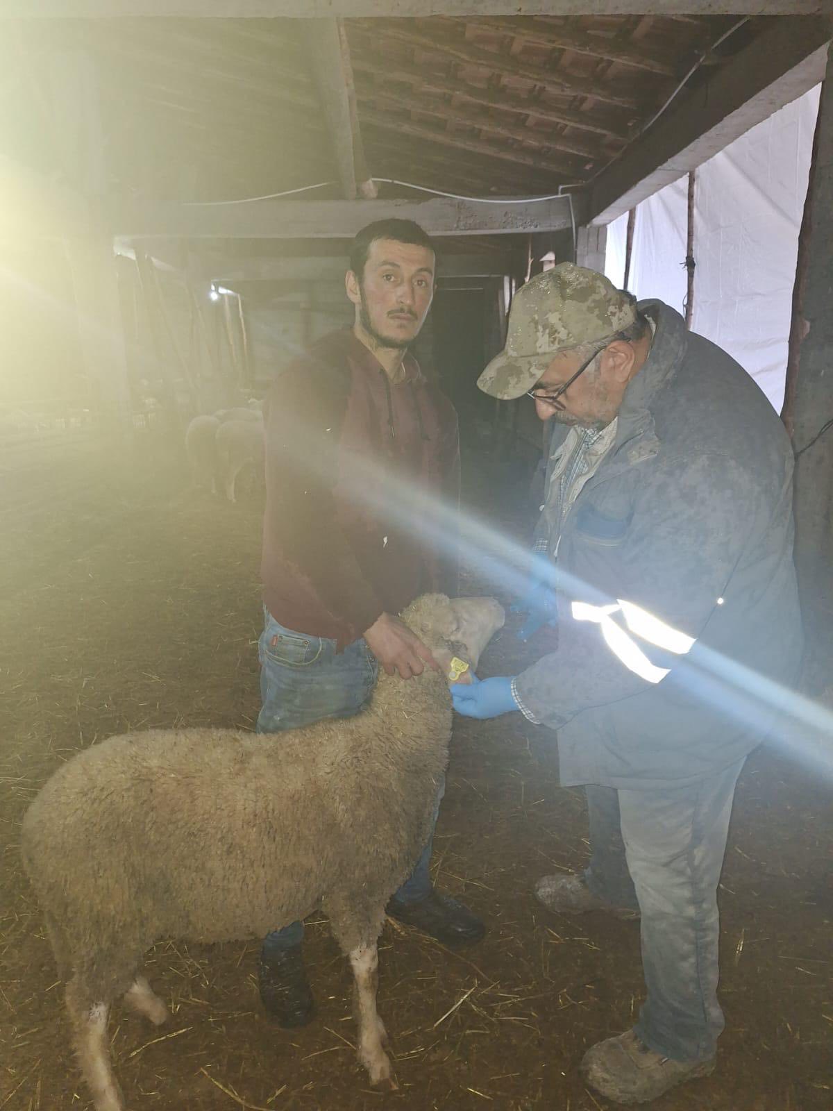 Kütahya Emet’te Kuzu Kimliklendirme Çalışması Yapıldı5