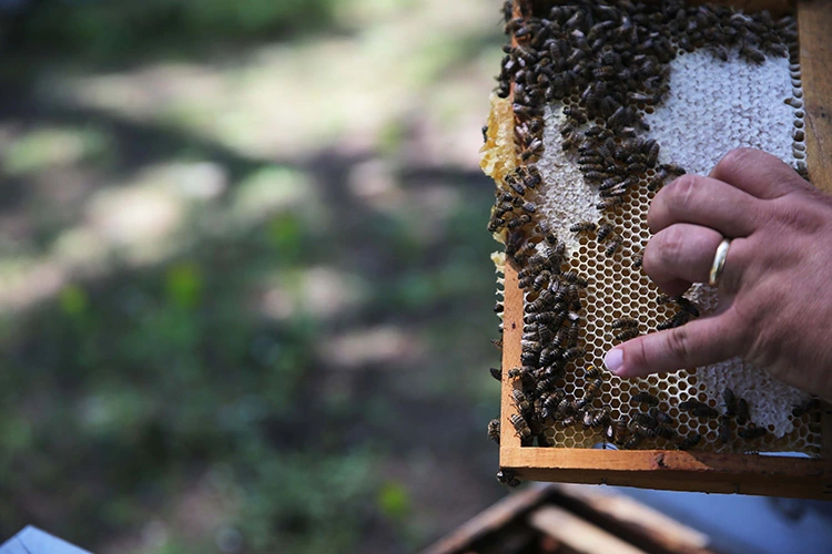 Kütahya’da Arıcılara Hibeli Yem Desteği Projesi 1