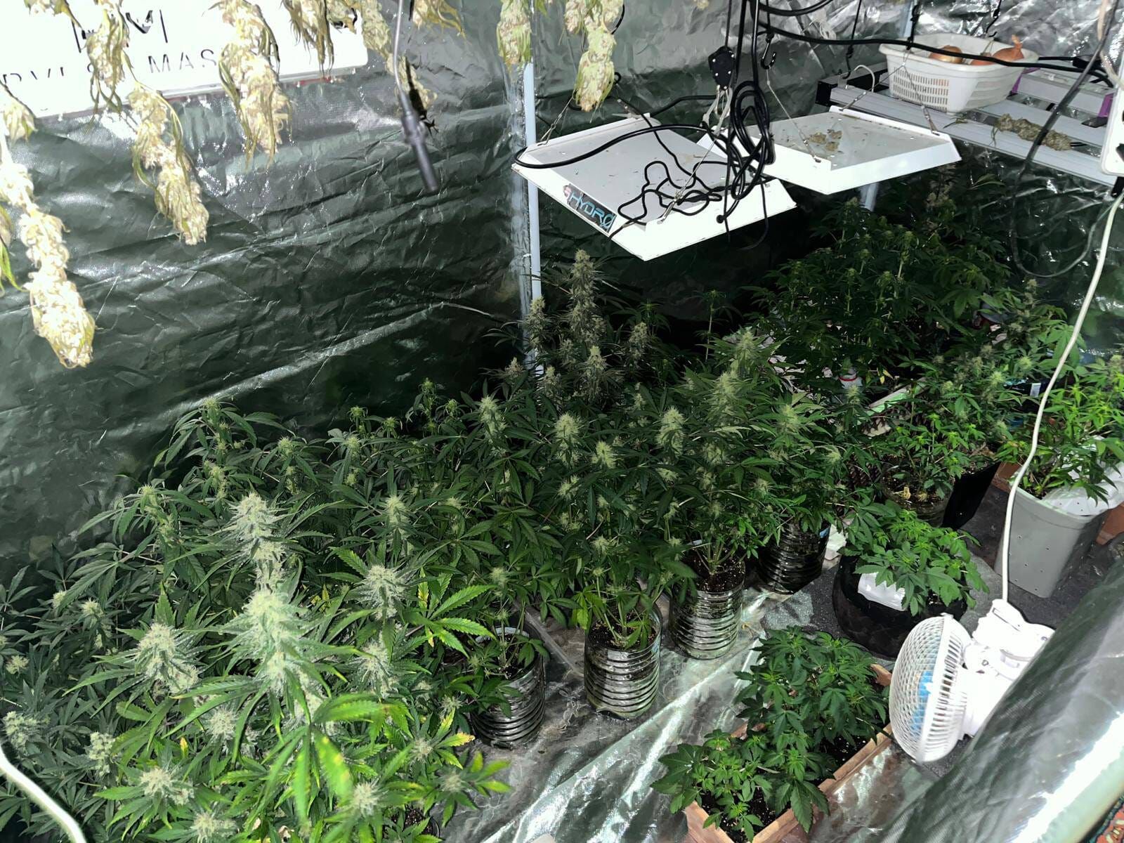 Manisa’nın Yunusemre ilçesinde, evde kurdukları serada kenevir yetiştirdiği belirlenen 2 kişi gözaltına alındı. İl Jandarma Komutanlığı ekipleri, uyuşturucu imalatı ve ticareti yaptıkları değerlendirilen T.İ. ve S.T. adlı şüphelilerin adresine operasyon d