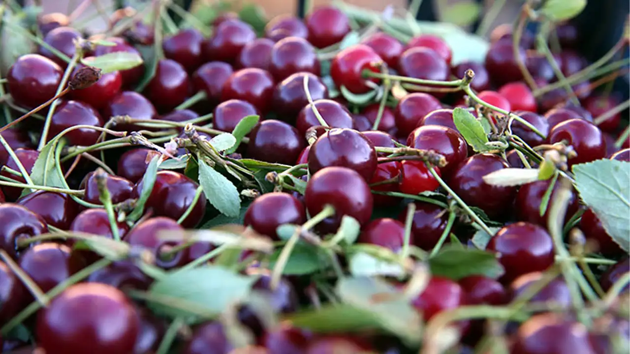 İltihabı Azaltan En Etkili Içecek Vişne Suyu Mucizesi 1