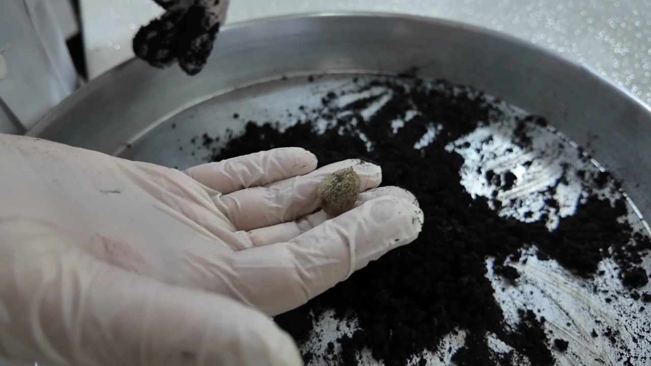 Keçi Kanı Tıbbi Sülük Üretiminde Verimi Artırdı