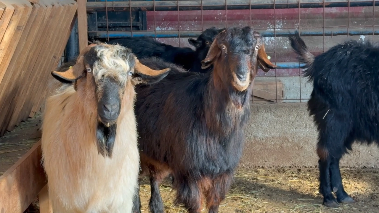 Keçi Kanı Tıbbi Sülük Üretiminde Verimi Artırdı2