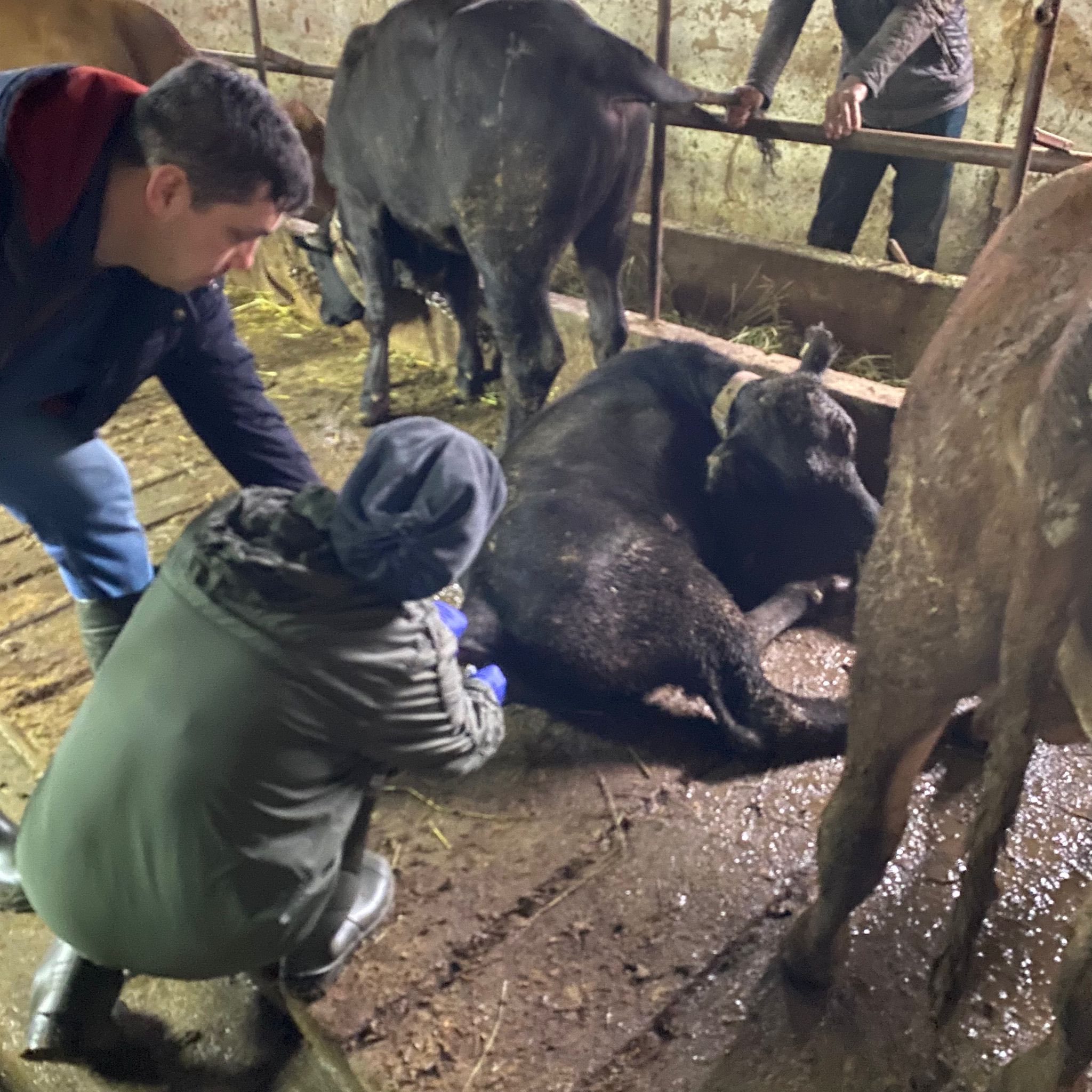 Kütahya Domaniç’te Ithal Besilik Sığırlara Sağlık Taraması Yapıldı3