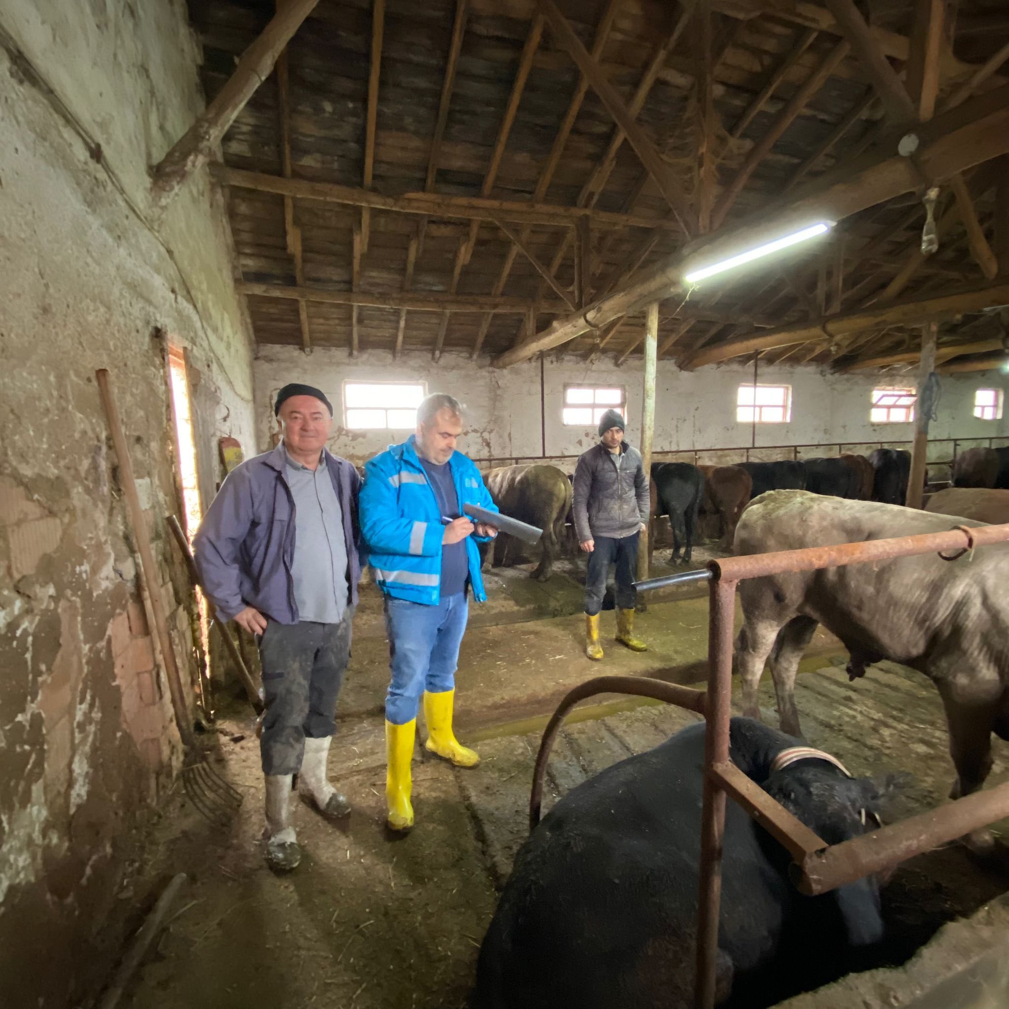 Kütahya Domaniç’te Ithal Besilik Sığırlara Sağlık Taraması Yapıldıü,