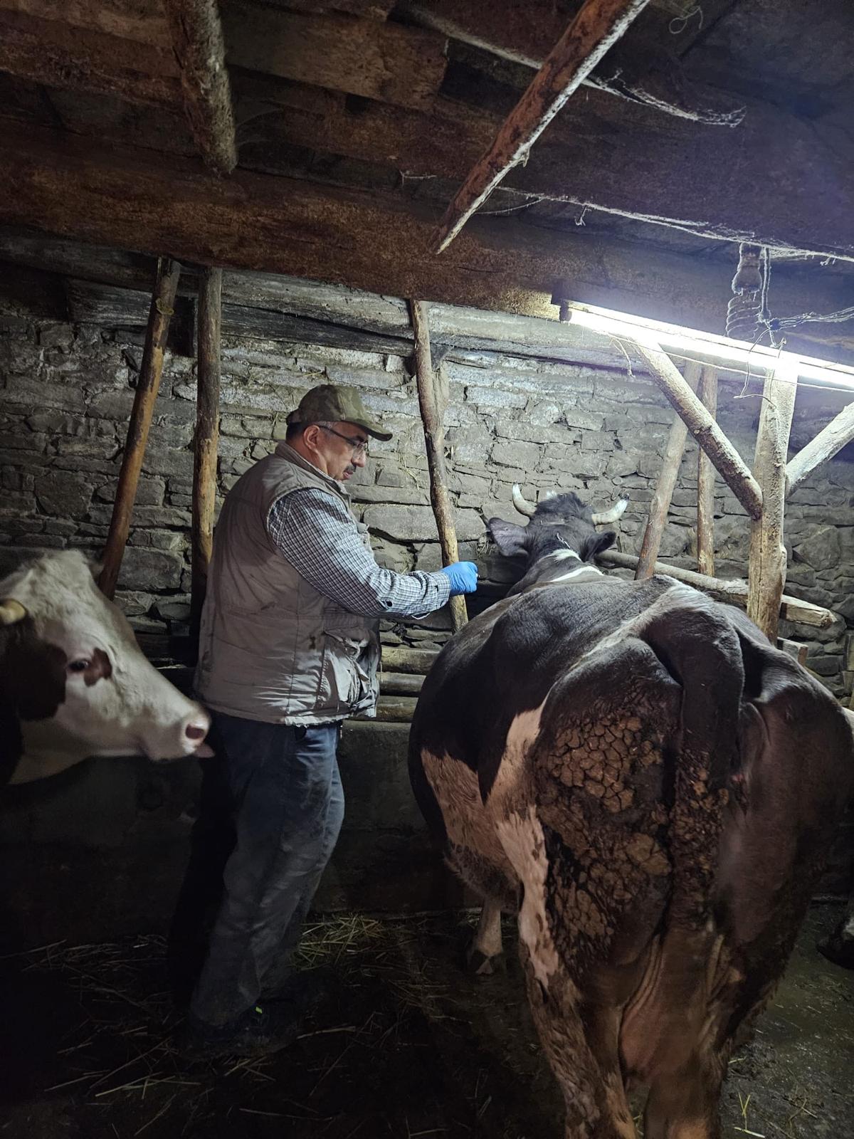 Kütahya Emet’te Büyükbaş Hayvanlara Şap Aşılama Çalışması