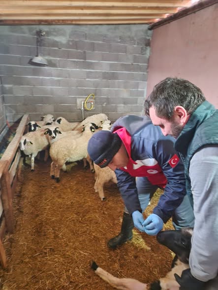 Kütahya Gediz’de Küçükbaş Hayvanlara Aşılama Ve Kimliklendirme Çalışması 1