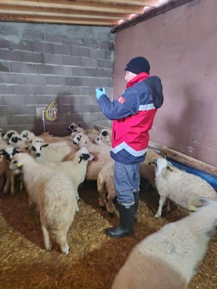 Kütahya Gediz’de Küçükbaş Hayvanlara Aşılama Ve Kimliklendirme Çalışması 2