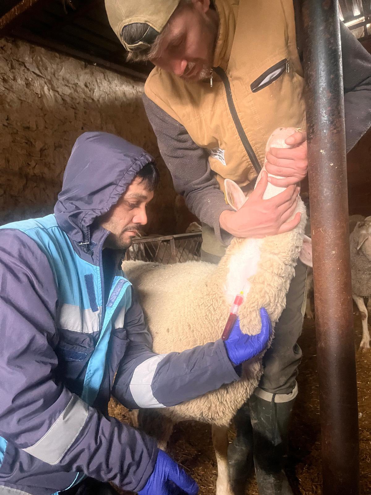 Kütahya Pazarlar’da Şap Sero Surveyans Numune Çalışması