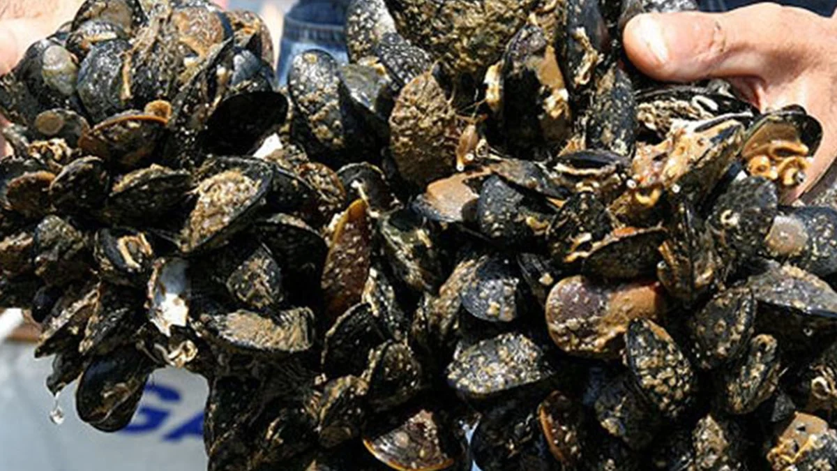 Midye Severlere Kötü Haber! Iki Virüs Tespit Edildi 1