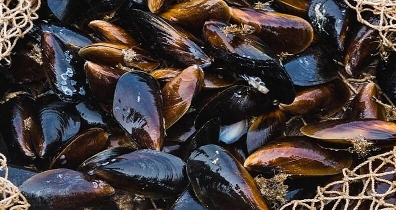 Midye Severlere Kötü Haber! Iki Virüs Tespit Edildi 2