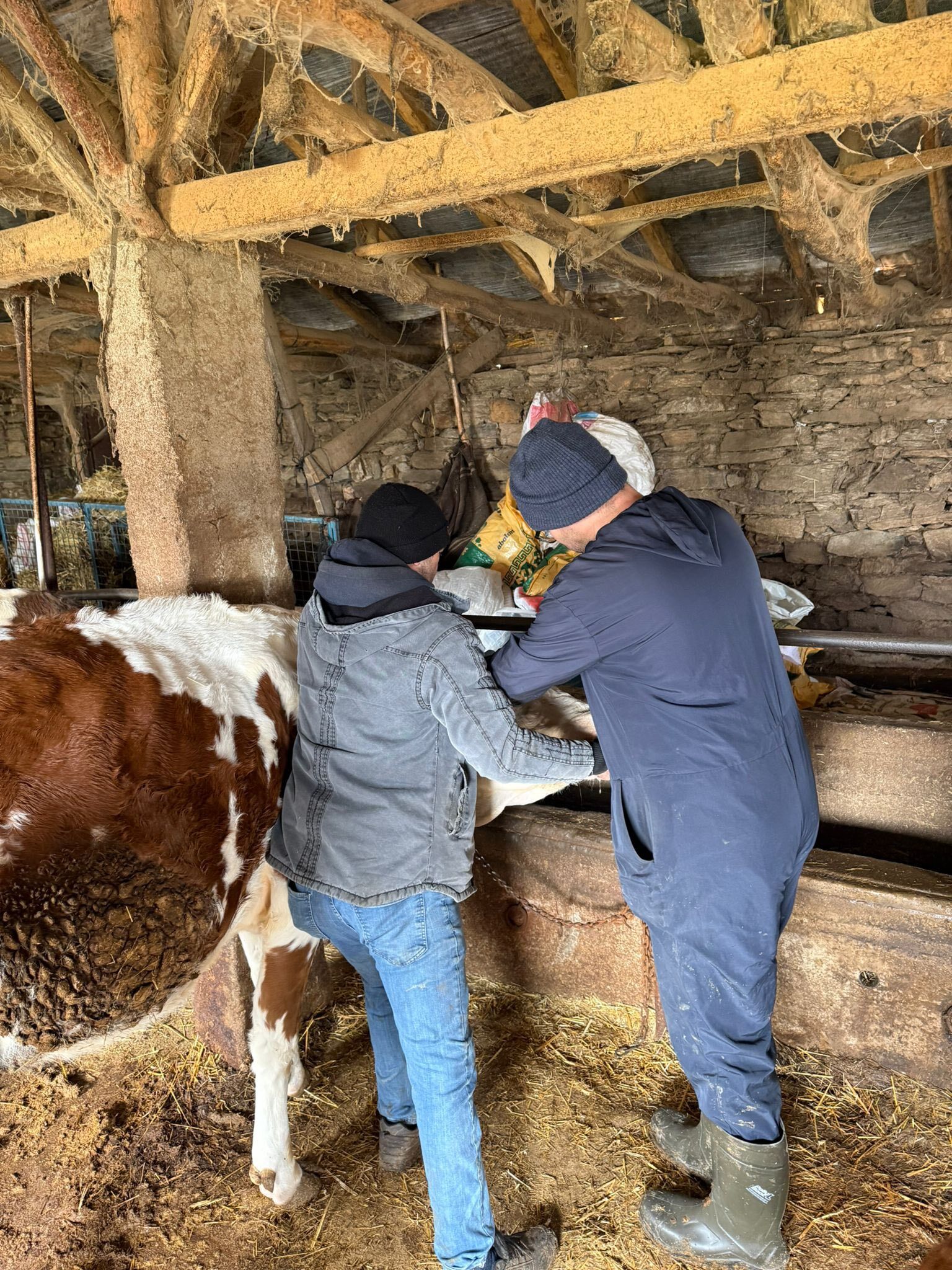 Şaphane’de Büyükbaş Hayvanlara Aşılama Yapıldı1