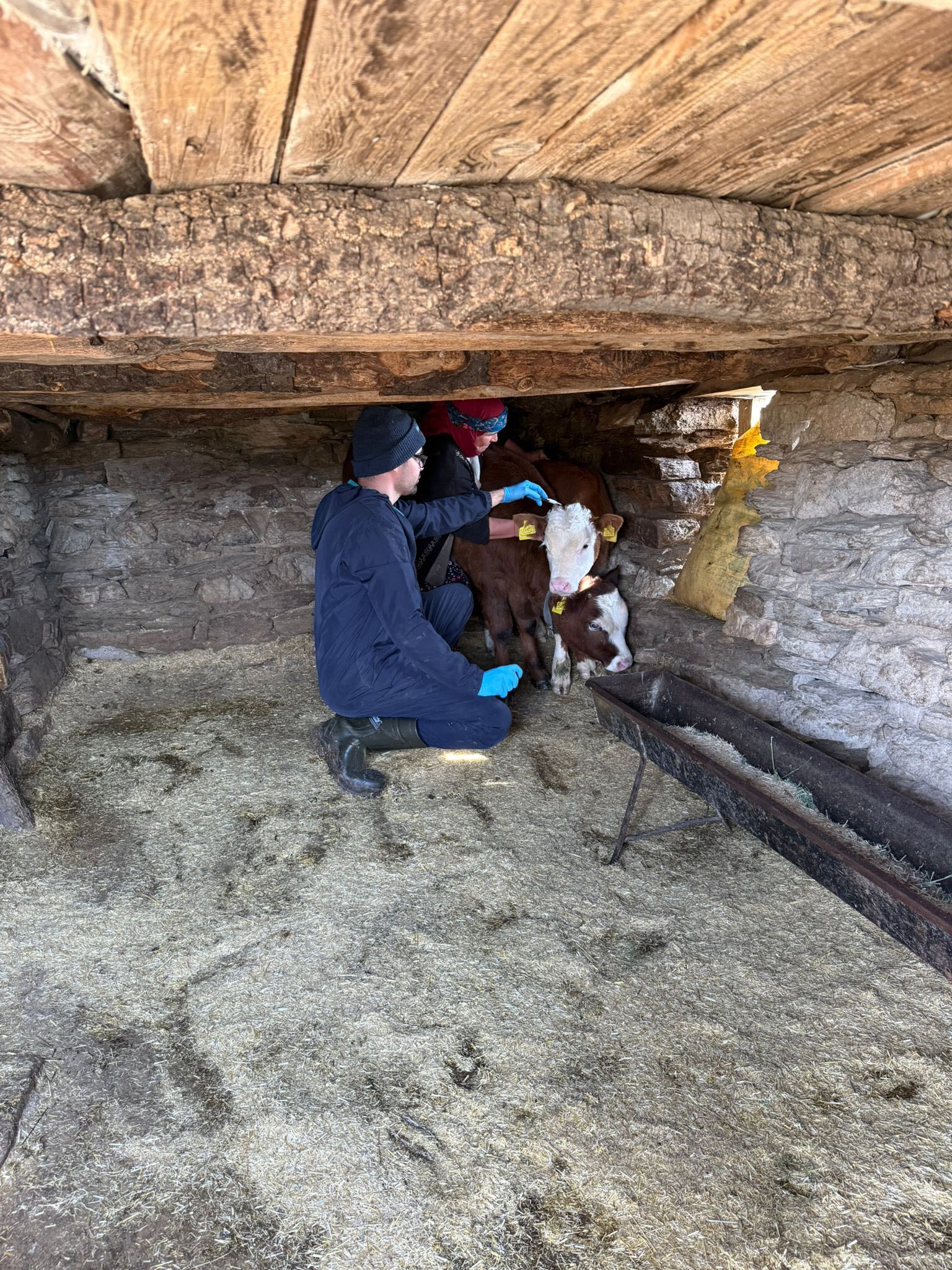 Şaphane’de Büyükbaş Hayvanlara Aşılama Yapıldı3