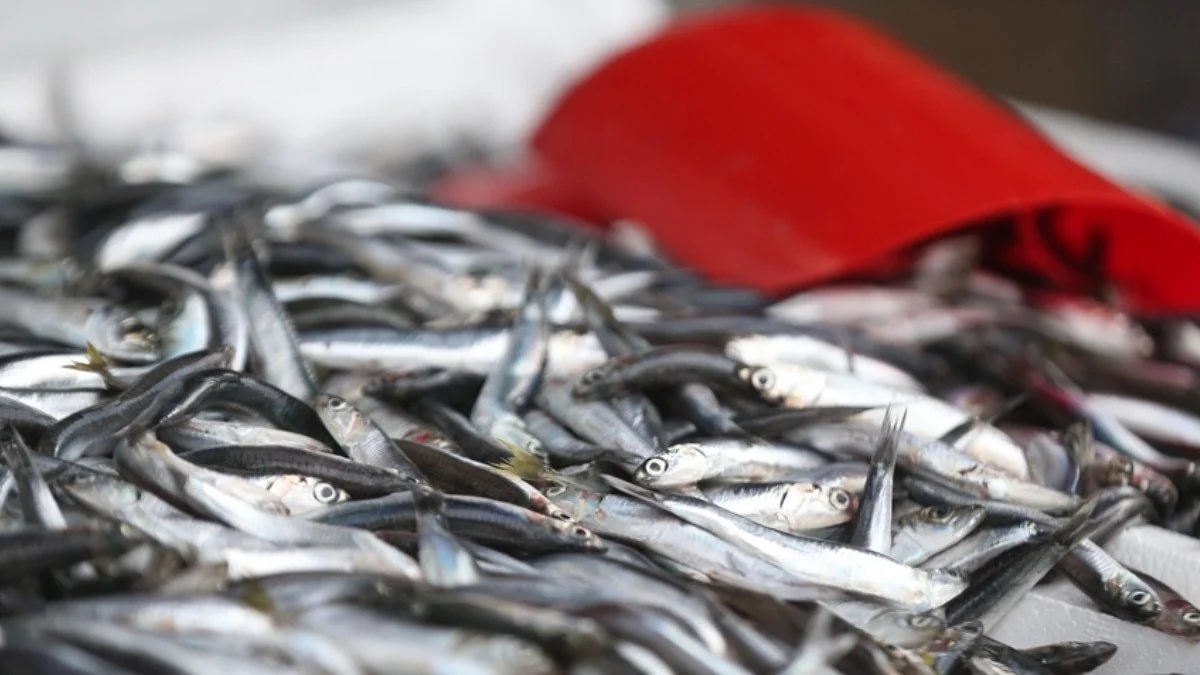 Şubat Ayında Hangi Balık Yenir1