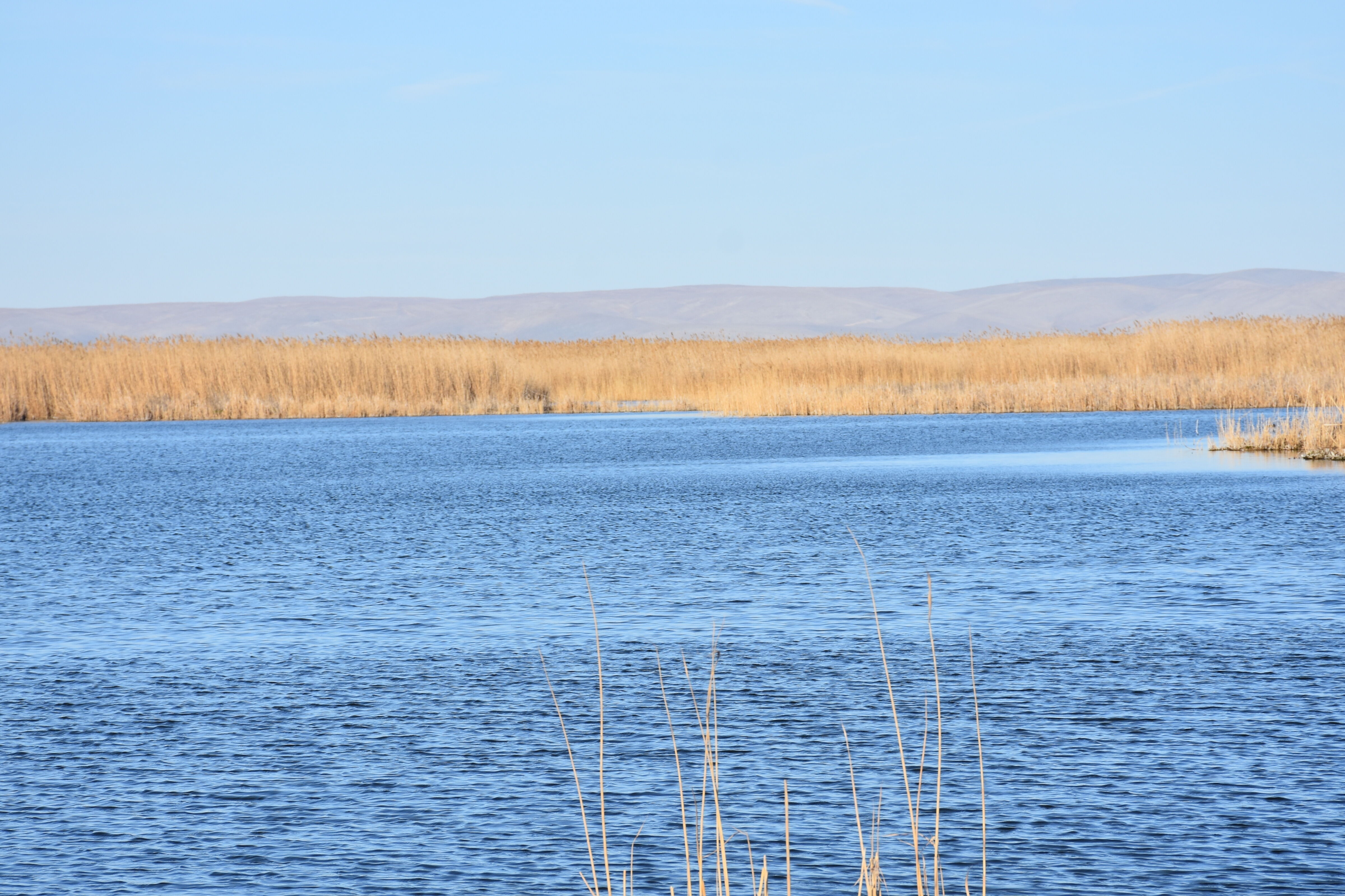 Afyonkarahisar Eber Gölü’nde balık ve doğal yaşam için çalışma başlatılıyor-2