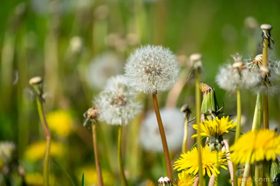 Bahar Alerjisine Karşı 5 Basit Öneri2