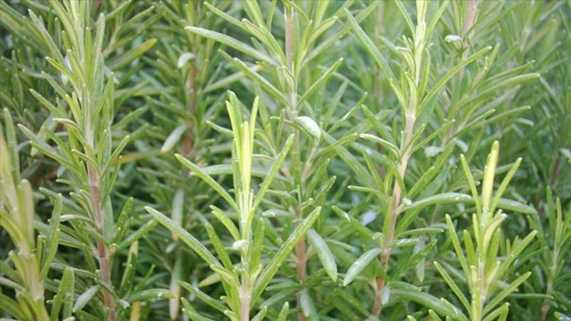 Biberiye Kokusu Hafızayı Güçlendiriyor1