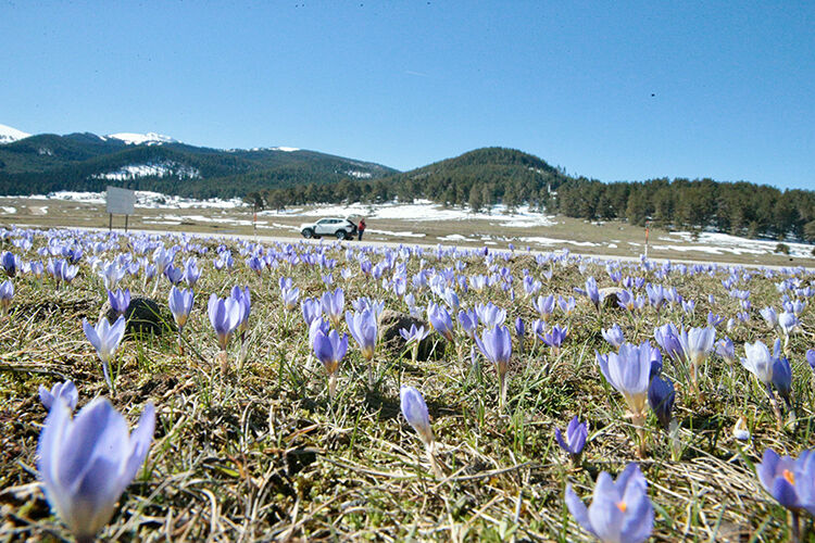 Bolu’da Baharın Müjdecisi Çiğdemler Açtı2