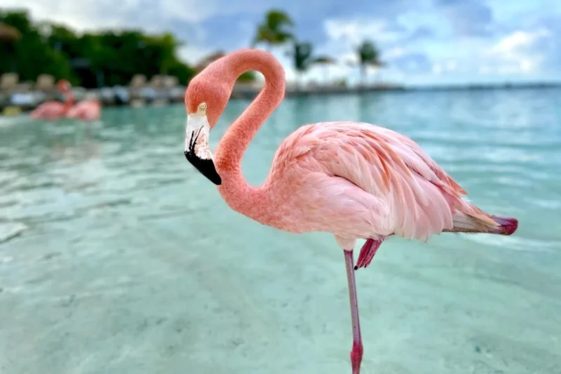 Flamingo Testi Dengeniz Kaç Saniye Dayanıyor