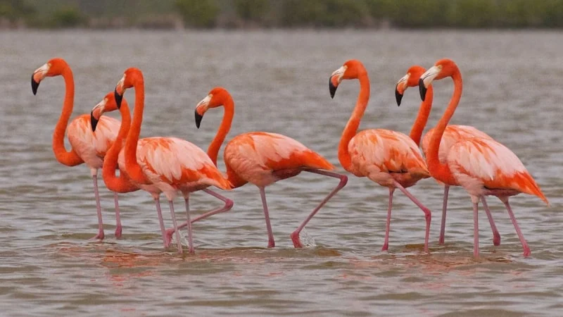 Flamingo Testi Dengeniz Kaç Saniye Dayanıyor3