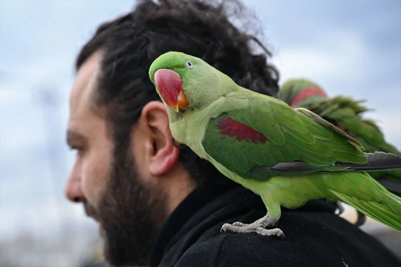 İskender Papağanlarıyla Ayrılmaz Dostluk2