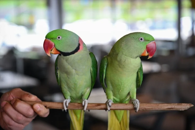 İskender Papağanlarıyla Ayrılmaz Dostluk4