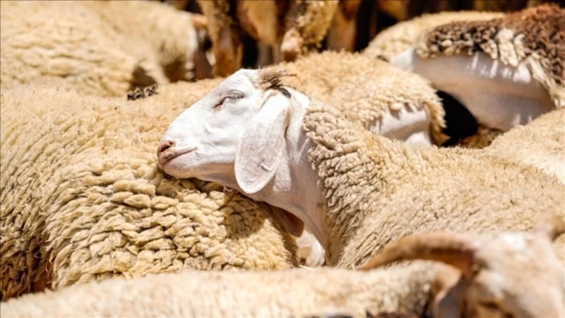 Küçükbaş Hayvancılık Destek Başvuruları Başlıyor