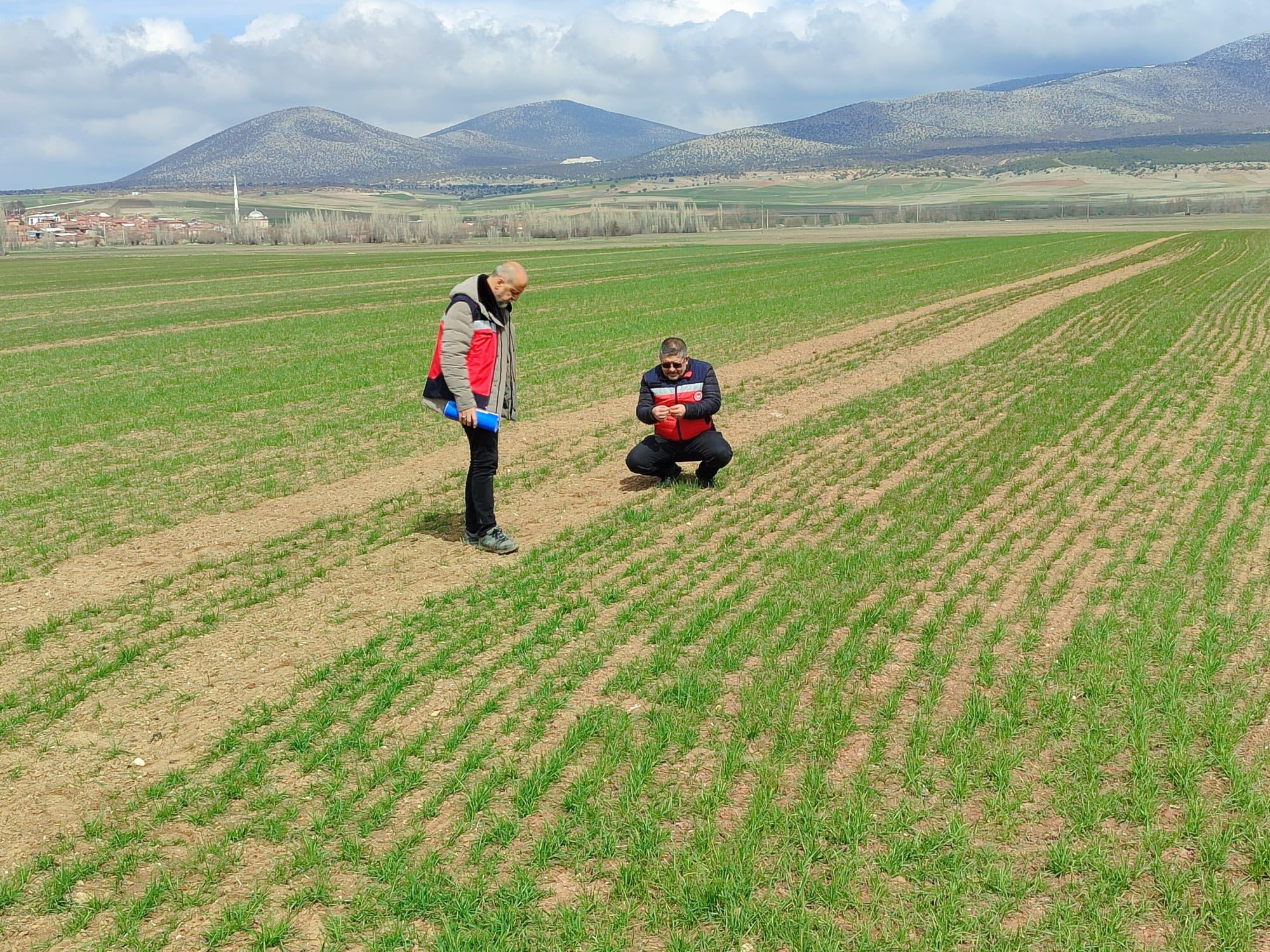 Kütahya Aslanapa’da buğday demonstrasyon çalışmaları sürüyor