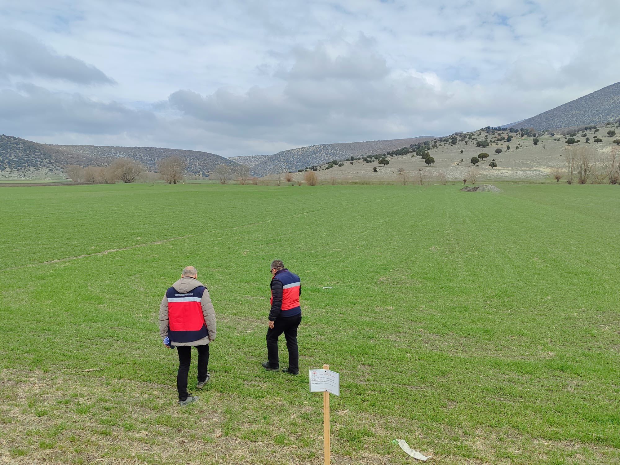 Kütahya Aslanapa’da Buğday Demonstrasyon Çalışmaları Sürüyor2