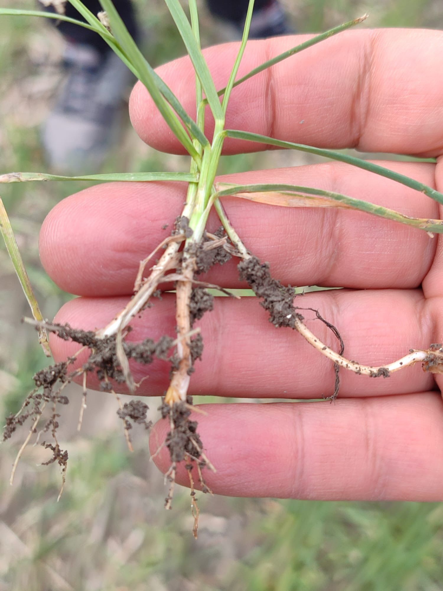 Kütahya Aslanapa’da Buğday Demonstrasyon Çalışmaları Sürüyor4