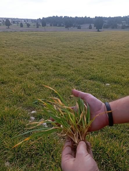 Kütahya Aslanapa’da Soğuk Zarar Gören Ekili Alanlar Incelendi 2