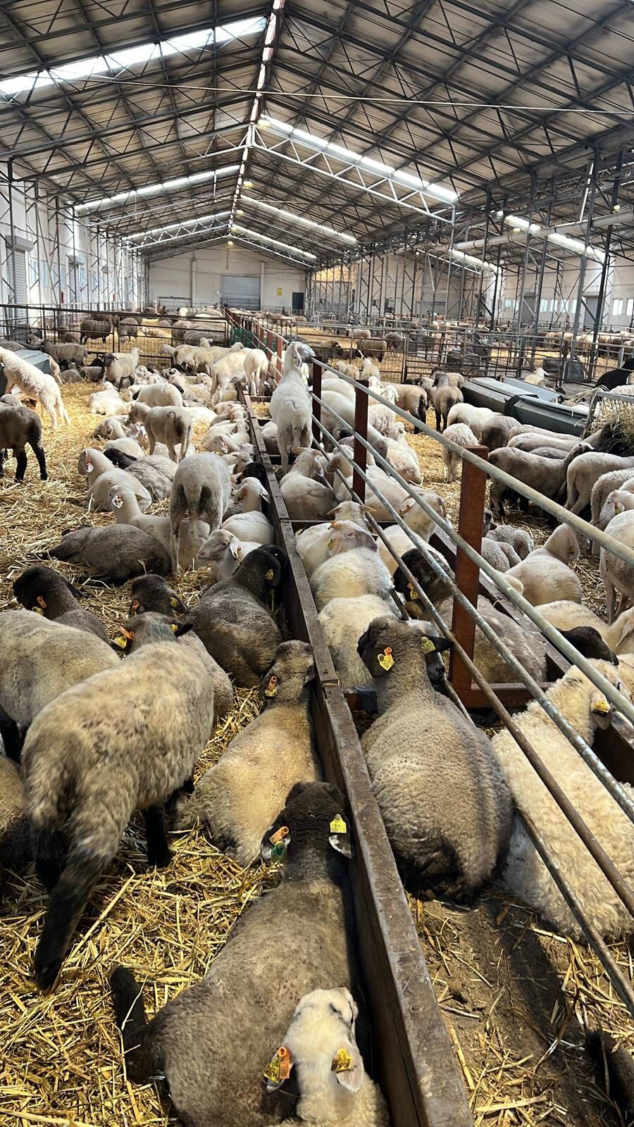 Kütahya Bandırma’da Damızlık Koç Satışına Yoğun Katılım3