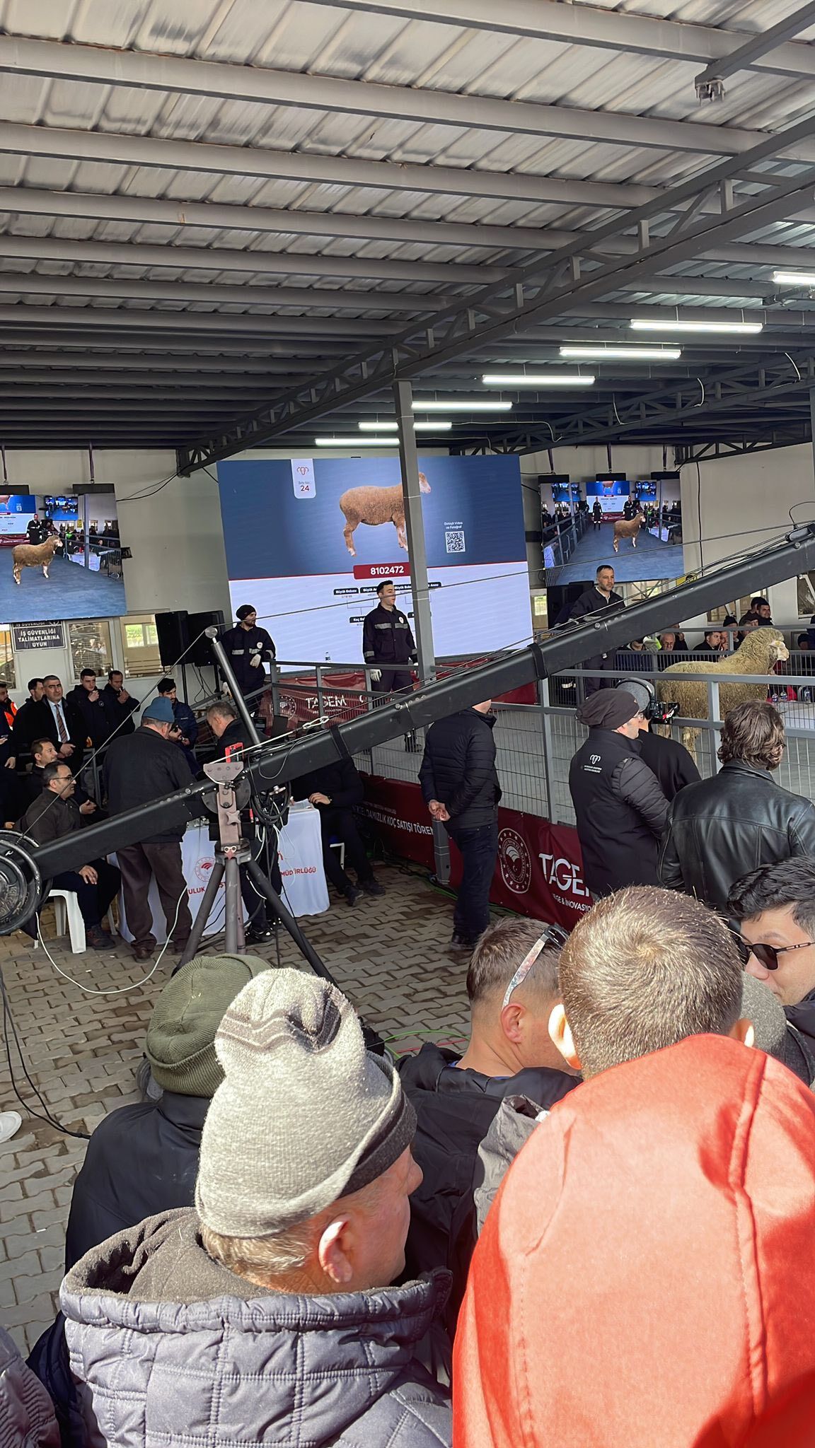 Kütahya Bandırma’da Damızlık Koç Satışına Yoğun Katılım4