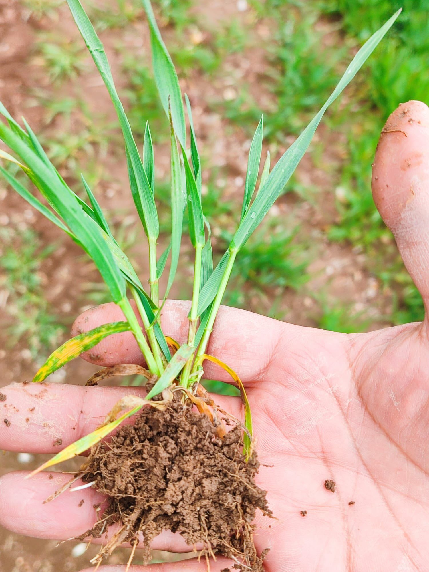 Kütahya Çavdarhisar’da Demonstrasyon Çalışmaları Sürüyor3