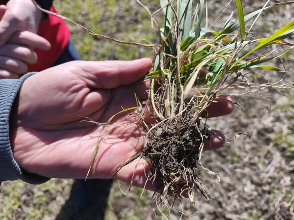 Kütahya Demonstrasyon Alanlarında Buğday Ve Arpa Gözlemi Yapıldı 2-1