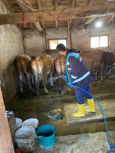 Kütahya Domaniç Kırık Köyünde Hayvanlara Şap Ve Brucella Aşısı Yapıldı