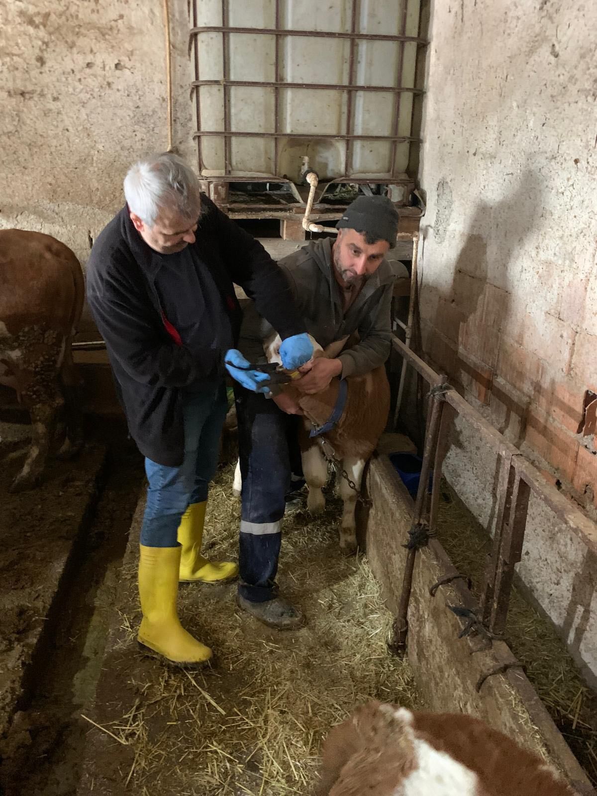 Kütahya Domaniç’te Büyükbaş Hayvanlara Aşılama Yapıldı1
