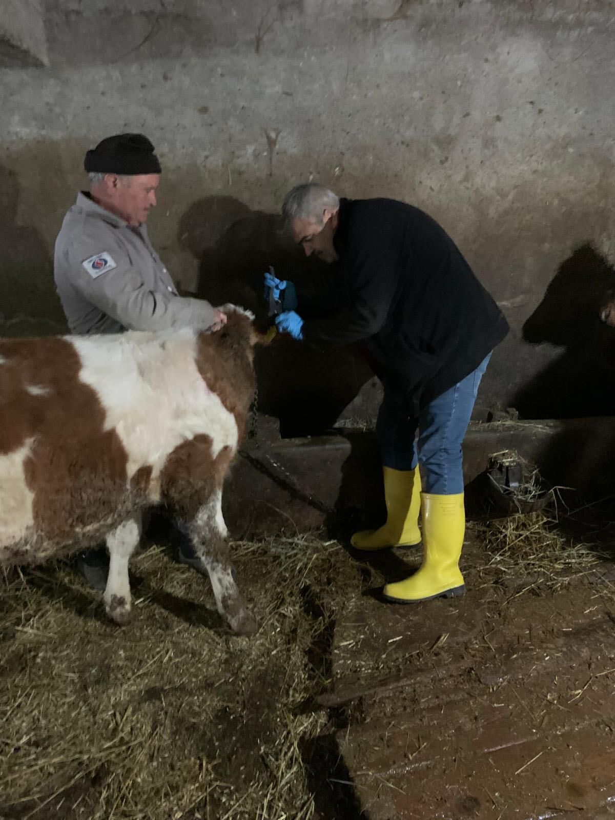 Kütahya Domaniç’te Büyükbaş Hayvanlara Aşılama Yapıldı3