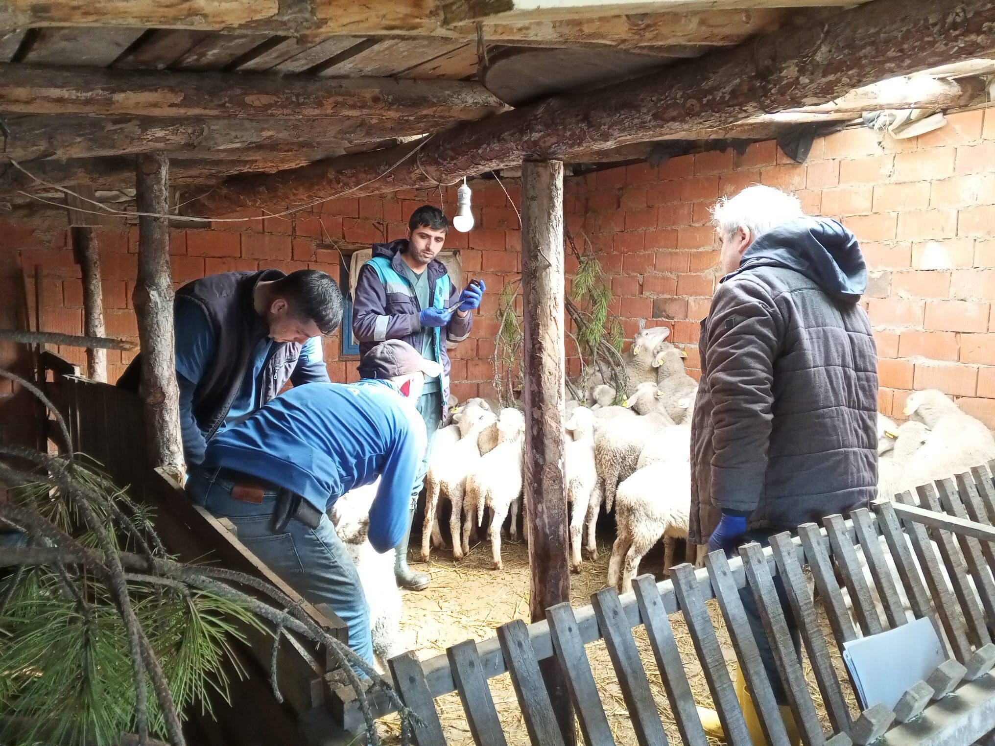 Kütahya Domaniç’te Küçükbaş Hayvanlara Aşılama Çalışması2